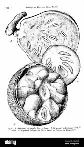 Image result for Strychnos madagascariensis