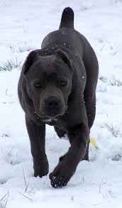 Cane Corso Italian Mastiff These Are Great Dogs But They Are One Owner Dogs Fo Cane Corso Italian Mastiff These 2020 Cane Corso Kopek Turleri Yavru Kopek