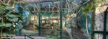 Nous avons eu la chance de voir l'ensemble. Gorillas Land Zooparc De Beauval