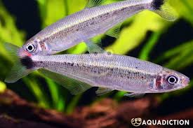 Image result for Swertia tetrandra