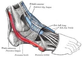 Leg pain is the pain that passes along entire leg or section of the leg. Peroneal Tendonitis And The Best Stretches To Relieve Pain Physiotherapists In Toronto Yorkville Sports Medicine Clinic