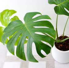 Image result for Monstera
