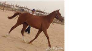 بيع مهر إنكليزي بسعر 800 ألف يورو خلال المزادات على خيول السباق في نورماندي