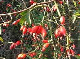 Petits Fruits Sauvages Comestibles Ou Pas Plantes Sauvages Comestibles Sauvage Plantes Sauvages