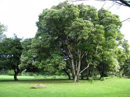 Image result for Aleurites