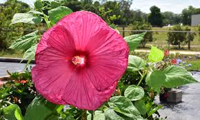 Go wild with edible flowers for unique & delicious food & cocktails! Hibiscus Is Good For The Yard You And Your Pets Crazy Plants Crazy Critters