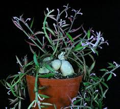 Image result for Monadenium laeve