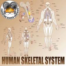 Escolha entre premium de bone cross section da melhor qualidade. Human Skeletal System And Bone Cross Section For Classroom And Commercial Use