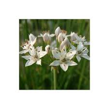 Allium Tuberosum I Giardini Dell Indaco