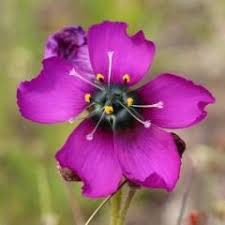 Image result for Utricularia welwitschii