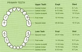 Modern Dentistry Canberra Deciduous Or Baby Teeth