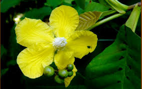 Meskipun bisa dibudidayakan, tapi tanaman anggrek yang satu ini tetap dikategorikan tanaman langka. Bunga Nasional Brunei Darussalam Dan Maknanya Jenis Net