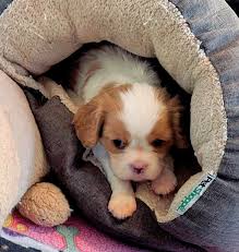 Hello all, this is first photo of my dog when she was a puppy and the day I  got her. Please could someone remove the sock and add a nice background. I