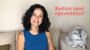 Kedi Nasil Egitilir Dikkat Edilecek Konular Youtube