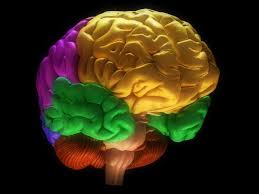 Below the cortex are axons, which are long. Interactive Brain Anatomy Marian Koshland Science Museum