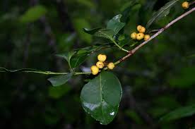 Image result for Pyrostria bibracteata