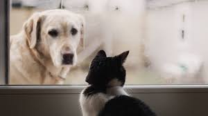 Director general department of veterinary services 5th floor, podium block 1a, 4g1 wisma tani, precinct 4 62630 putrajaya, malaysia. No Evidence Of Pets Transmitting Covid 19 To Humans Says Malaysia S Veterinary Services Department Cna