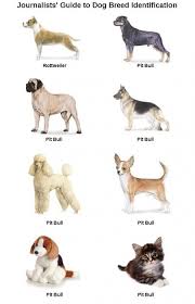 Journalists Guide To Dog Breed Identification Chart Haha