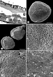 Image result for isolona lebrunii