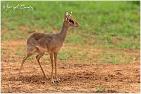 Image result for Vigna kirkii