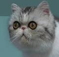Exotic Shorthair Kittens For Sale by Reputable Breeders ...