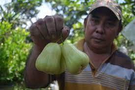 Bibit pohon jambu air deli madu merah lihat barang. Tanam Jambu Air Di Pekarangan Rumah Udin Hasilkan Rp 20 Juta Per Bulan Halaman All Kompas Com