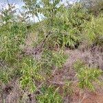 Image result for Zanthoxylum chalybeum