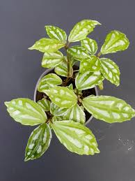 Image result for Pilea cadierei