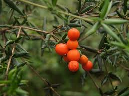 Image result for Alyxia ruscifolia