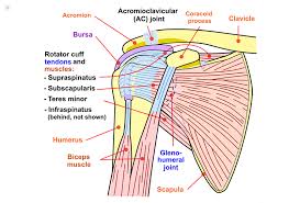 Supraspinatus Tendon Tear What Is It Symptoms Causes Prevention And Treatment Top Doctors
