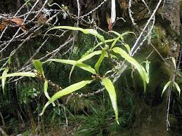 Image result for Oleandra distenta