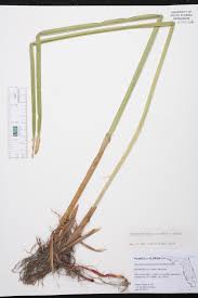 Image result for Eleocharis mutata