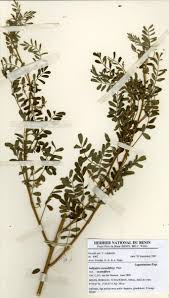 Image result for Indigofera secundiflora
