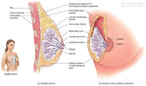 Reproductive System Mammary Glands Reproductive System Mammary Gland Adipose Tissue