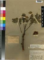 Image result for Albizia tanganyicensis