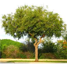 Full sun • water requirements: Ufei Selectree A Tree Selection Guide