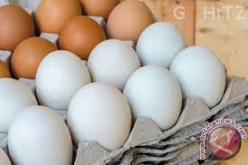 Check spelling or type a new query. Ini Perbedaan Telur Cangkang Coklat Dan Putih Antara News Sumatera Utara