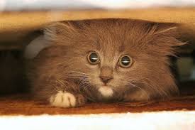 Cat vomiting and diarrhea are unfortunate but common aspects of pet ownership. Cat Stress And Anxiety Warning Signs You Should Look Out For