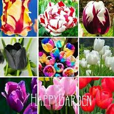 Ada sekitar 100 jenis tulip yang sering ditanam di kebun. Best Produk Benih Bibit Paket Bunga Tulip 9 Jenis Import Shopee Indonesia