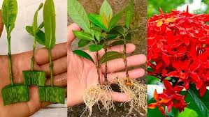 Image result for Ixora coccinea