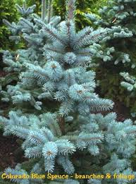 Up to 50% off + free s&h! Colorado Blue Spruce
