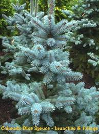 It looks like it's dying because the bark. Colorado Blue Spruce