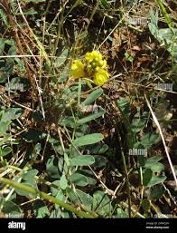 Image result for Senna italica