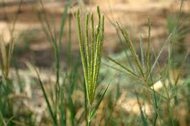 Image result for Chloris gayana