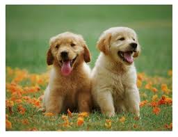 Check spelling or type a new query. Fabric Golden Retriever Two Puppies On One 16 Inch Square Etsy In 2021 Retriever Puppy Labrador Retriever Puppies Dog Care