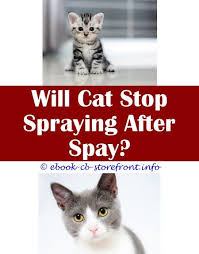 Or to just get on your nerves. 14 Ambrosial Stop Cat Spraying Home Remedy