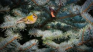 Kontakt fuglefotograf.dk hvis du har nogen spørgsmål omkring fuglefotografering eller naturfotografering. Fuglekonge Rodtoppet Allan Kierulff
