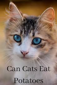 These ingredients are generally easy for cats to can my cat eat mushrooms? Can Cats Eat Potatoes And Sweet Potatoes In 2020 With Images Cat Fleas Cats Cute Cats