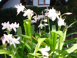 Image result for Crinum moorei