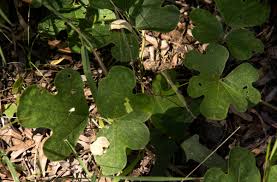 Image result for Neorautanenia mitis